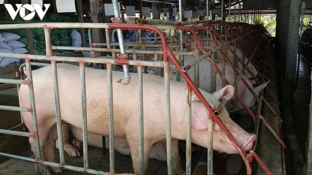 Giá lợn hơi trong nước tiếp tục giảm, xuống mức thấp nhất trong 1 năm qua - Ảnh 1.