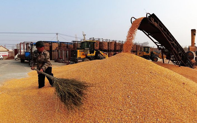 Mặt hàng chủ lực trong xuất khẩu của Việt Nam là lực cản làn sóng tăng giá lương thực toàn cầu