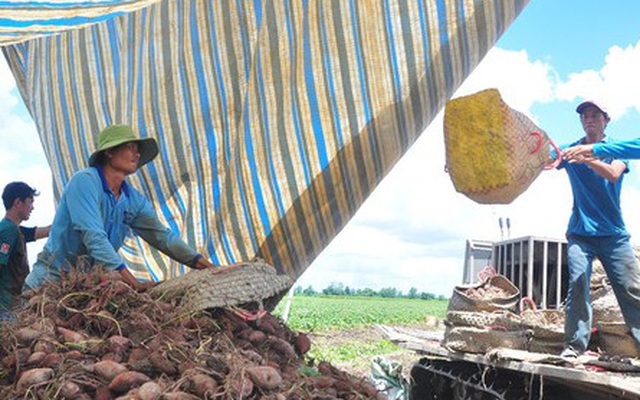 Anh Nguyễn Ngọc Mai (bìa phải) cùng nhân công thu hoạch khoai lang