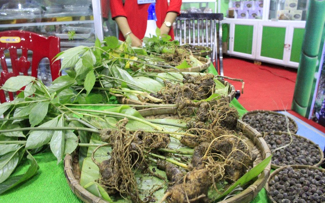 Củ sâm Ngọc Linh được bày bán tại phiên chợ sâm do UBND huyện Nam Trà My, tỉnh Quảng Nam tổ chức