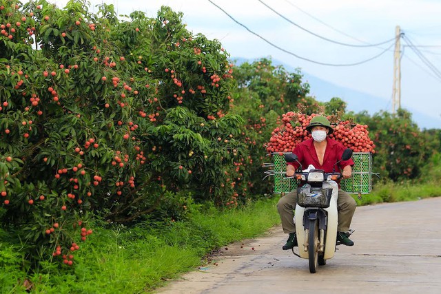 Người Bắc Giang tất bật trong mùa vải - Ảnh 4.