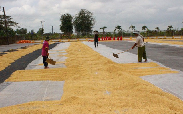  Xuất khẩu gạo Việt Nam giảm cả về lượng lẫn giá trị  - Ảnh 1.