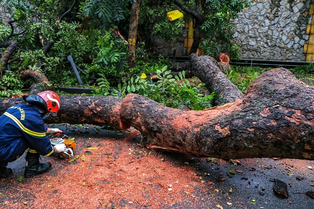 Hà Nội: Cây lớn bật gốc đè sập tường, chắn ngang phố Hoả Lò - Ảnh 7.