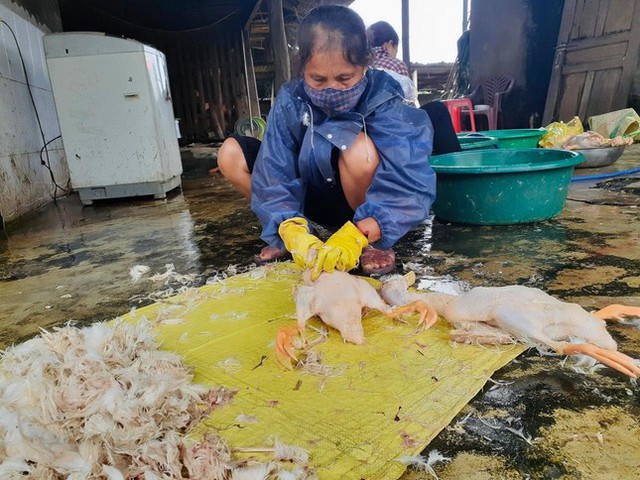  Bị phong tỏa, làng vịt nổi tiếng nhất Hà Tĩnh vắng khách ngày Tết Đoan Ngọ  - Ảnh 7.