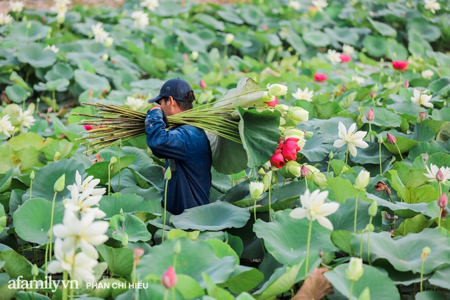 Đầm sen KHỦNG NHẤT VIỆT NAM với gần 170 loại sen quý trên khắp thế giới, mới mở được 2 năm nên nhiều người yêu sen nhất Hà Nội cũng chưa chắc biết - Ảnh 18.