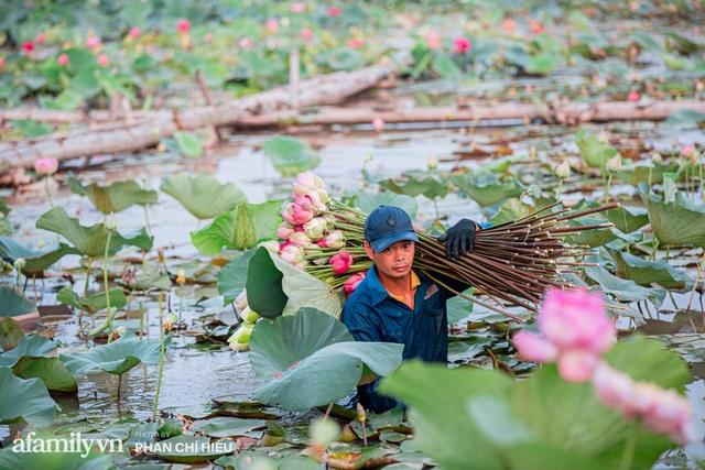 Đầm sen KHỦNG NHẤT VIỆT NAM với gần 170 loại sen quý trên khắp thế giới, mới mở được 2 năm nên nhiều người yêu sen nhất Hà Nội cũng chưa chắc biết - Ảnh 19.