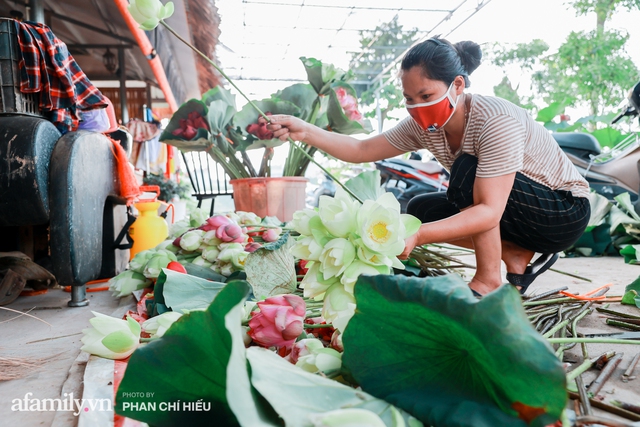 Đầm sen KHỦNG NHẤT VIỆT NAM với gần 170 loại sen quý trên khắp thế giới, mới mở được 2 năm nên nhiều người yêu sen nhất Hà Nội cũng chưa chắc biết - Ảnh 21.