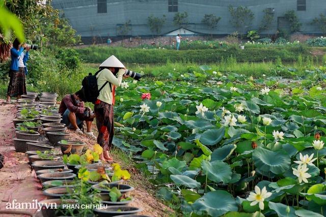 Đầm sen KHỦNG NHẤT VIỆT NAM với gần 170 loại sen quý trên khắp thế giới, mới mở được 2 năm nên nhiều người yêu sen nhất Hà Nội cũng chưa chắc biết - Ảnh 22.