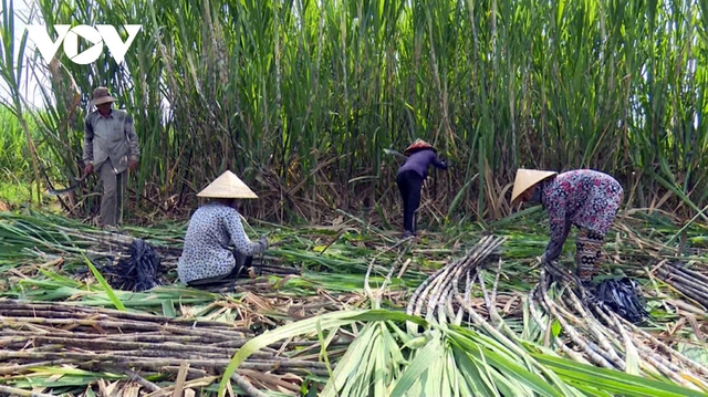 Áp thuế đường Thái Lan, giá mía trong nước tăng ngay 200.000 đồng/tấn - Ảnh 1.