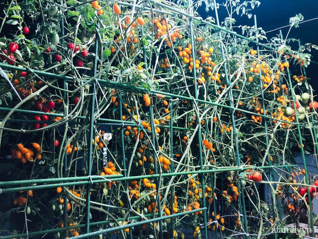 Khu vườn thạch sanh bội thu rau quả quanh năm trên sân thượng ở Sài Gòn - Ảnh 7.