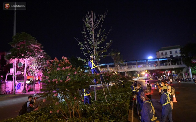 Ảnh: Di dời hàng cây phong lá đỏ trên 2 tuyến phố Hà Nội ngay trong đêm