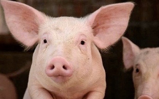 Công ty nuôi lợn đặt kế hoạch lãi "đi lùi"đến hơn 60% trong năm 2021