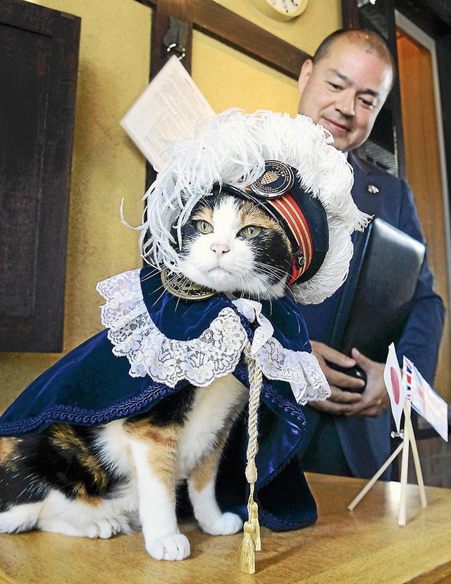 Chỉ nhờ một cô mèo hoang, công ty Nhật Bản lãi to 280 tỷ, thoát khỏi cảnh phá sản trong gang tấc - Ảnh 3.
