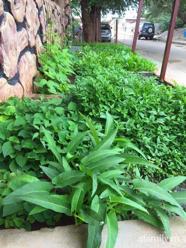Khu vườn trước cửa xanh mát với đủ loại rau củ của chàng trai Việt ở châu Phi - Ảnh 3.