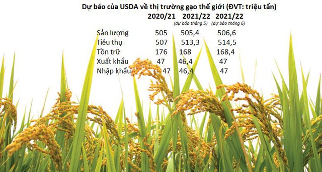 Giá gạo Châu Á lao dốc sau khi USDA công bố dự báo lạc quan về sản lượng và xuất khẩu gạo thế giới - Ảnh 1.