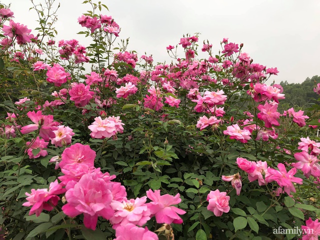 Cuộc sống an yên trong ngôi nhà có vườn hoa hồng quanh năm tỏa hương sắc của gia đình 3 thế hệ ở Ba Vì, Hà Nội - Ảnh 16.