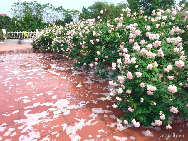 Cuộc sống an yên trong ngôi nhà có vườn hoa hồng quanh năm tỏa hương sắc của gia đình 3 thế hệ ở Ba Vì, Hà Nội - Ảnh 21.