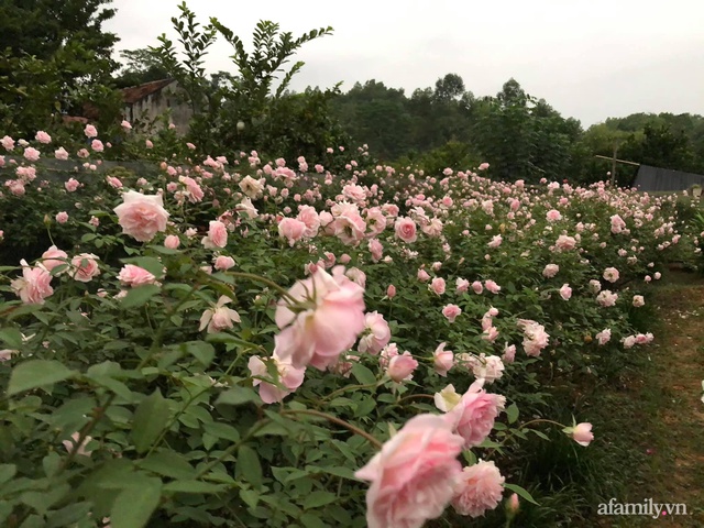 Cuộc sống an yên trong ngôi nhà có vườn hoa hồng quanh năm tỏa hương sắc của gia đình 3 thế hệ ở Ba Vì, Hà Nội - Ảnh 22.