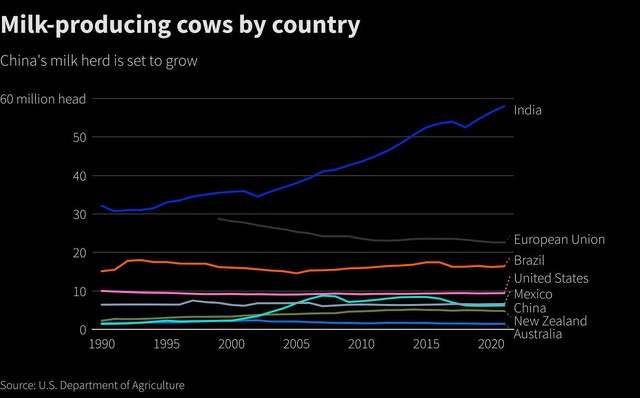 Trung Quốc khó giải cơn khát sữa do thiếu… bò sữa giống - Ảnh 4.