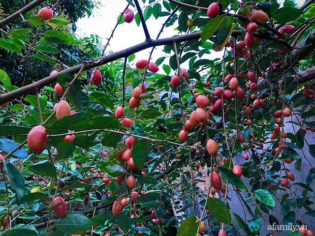 Cuộc sống an yên trong ngôi nhà có vườn hoa hồng quanh năm tỏa hương sắc của gia đình 3 thế hệ ở Ba Vì, Hà Nội - Ảnh 31.