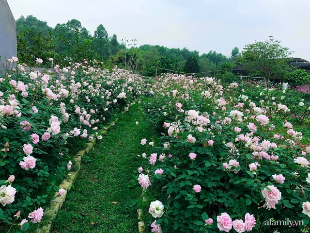 Cuộc sống an yên trong ngôi nhà có vườn hoa hồng quanh năm tỏa hương sắc của gia đình 3 thế hệ ở Ba Vì, Hà Nội - Ảnh 5.