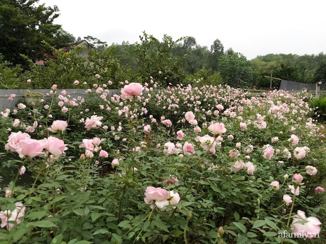 Cuộc sống an yên trong ngôi nhà có vườn hoa hồng quanh năm tỏa hương sắc của gia đình 3 thế hệ ở Ba Vì, Hà Nội - Ảnh 6.