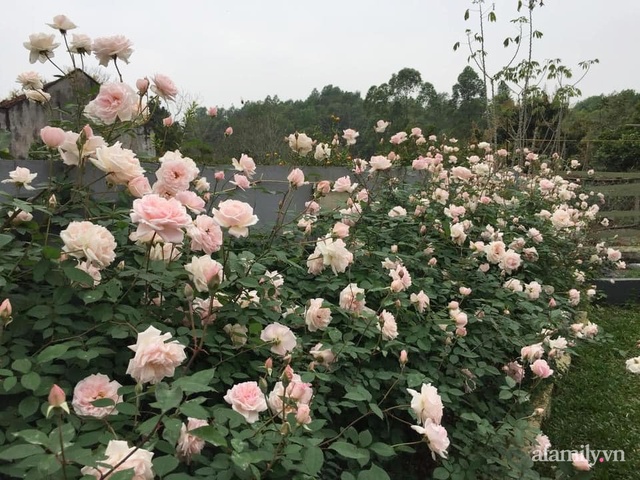 Cuộc sống an yên trong ngôi nhà có vườn hoa hồng quanh năm tỏa hương sắc của gia đình 3 thế hệ ở Ba Vì, Hà Nội - Ảnh 8.