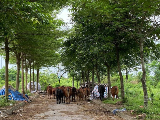 Nằm bất động nhiều năm, đất Mê Linh bất ngờ được hà hơi đẩy giá - Ảnh 2.