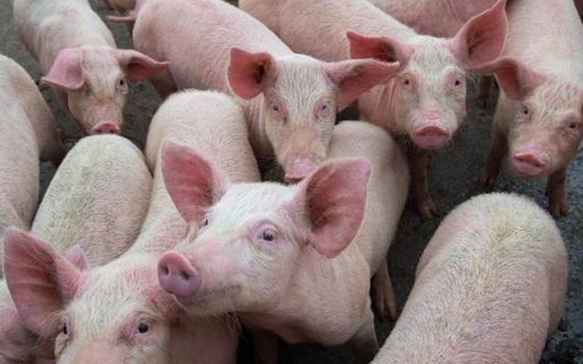 Kịch tính như khủng hoảng thịt lợn ở Trung Quốc