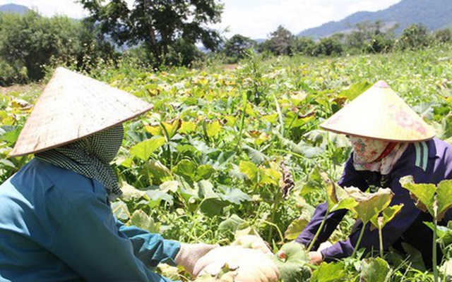 Giá đặc sản Tây Nguyên lao dốc