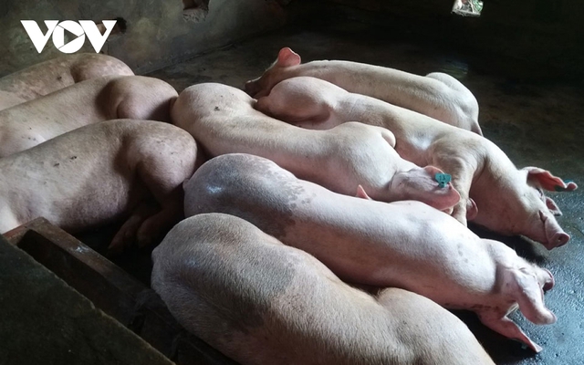 Kháng bệnh tự nhiên với dịch tả lợn châu Phi: Thêm giải pháp tái đàn bền vững - Ảnh 1.