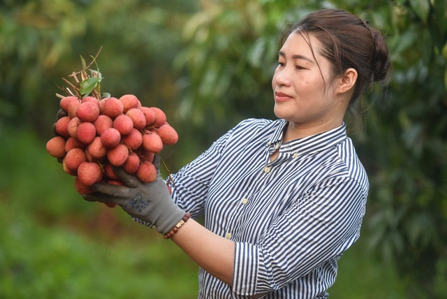 Cú điện thoại nửa đêm của lãnh đạo Bắc Giang, “ông” lái xe được bảo vệ hơn đại gia và cam kết của “vua vải” với thương nhân Trung Quốc - Ảnh 5.