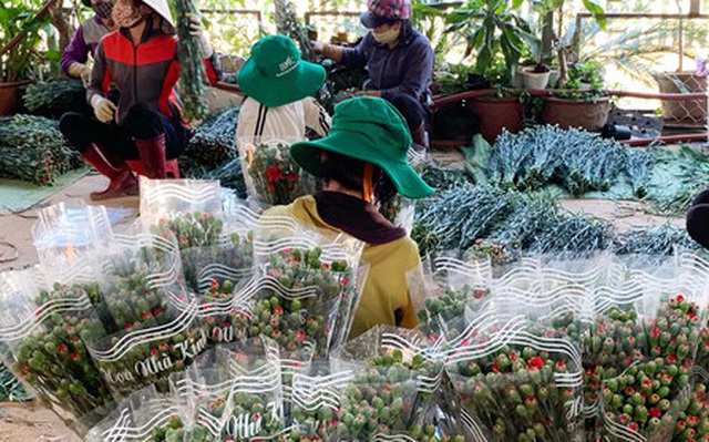 Hàng chục triệu cành hoa Tết Đoan Ngọ ở Đà Lạt ‘tắc’ đầu ra
