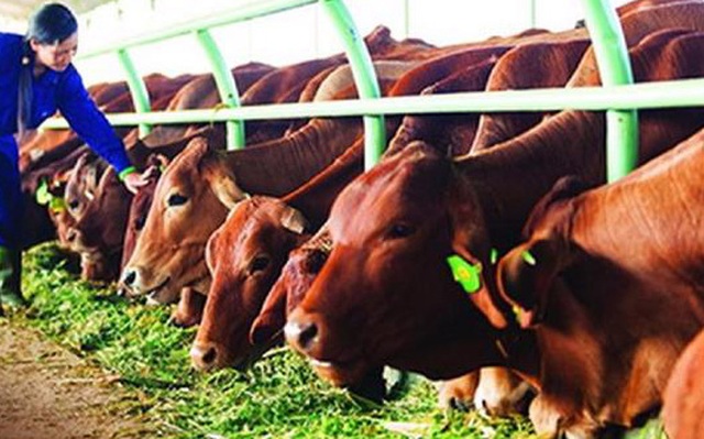 Thịt bò nhập khẩu vẫn đang chiếm ưu thế tại thị trường trong nước
