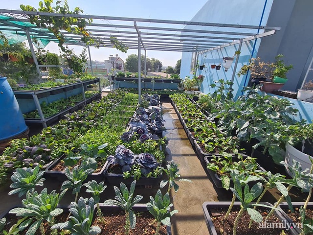 The surprising orderliness of the terrace garden with hundreds of fresh green vegetables in Binh Duong - Photo 1.