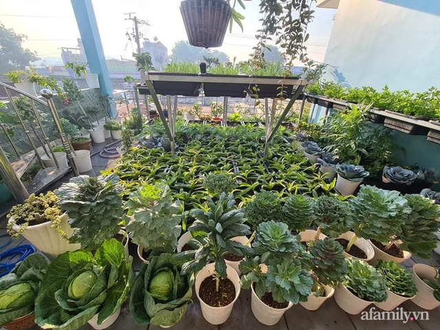 The surprising orderliness of the terrace garden with hundreds of fresh green vegetables in Binh Duong - Photo 2.