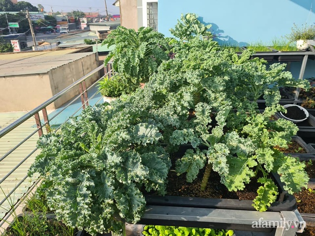 The unexpected orderliness of the terrace garden with hundreds of fresh green vegetables in Binh Duong - Photo 12.