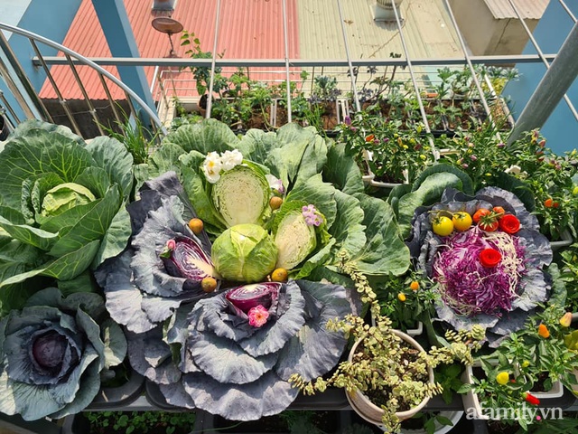 The surprising orderliness of the terrace garden with hundreds of fresh green vegetables in Binh Duong - Photo 14.