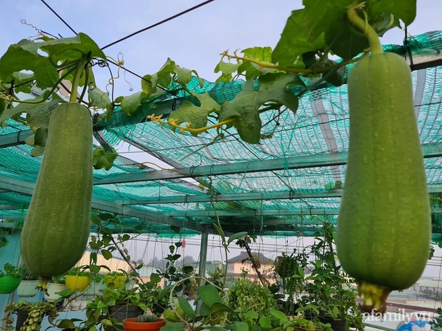 The surprising orderliness of the terrace garden with hundreds of fresh green vegetables in Binh Duong - Photo 19.