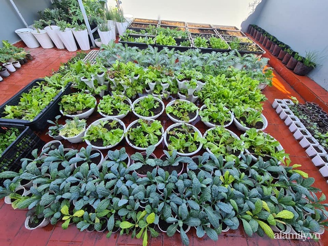 The surprising orderliness of the terrace garden with hundreds of fresh green vegetables in Binh Duong - Photo 3.