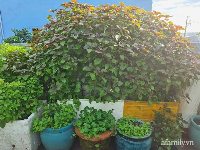 The surprising orderliness of the terrace garden with hundreds of fresh green vegetables in Binh Duong - Photo 21.