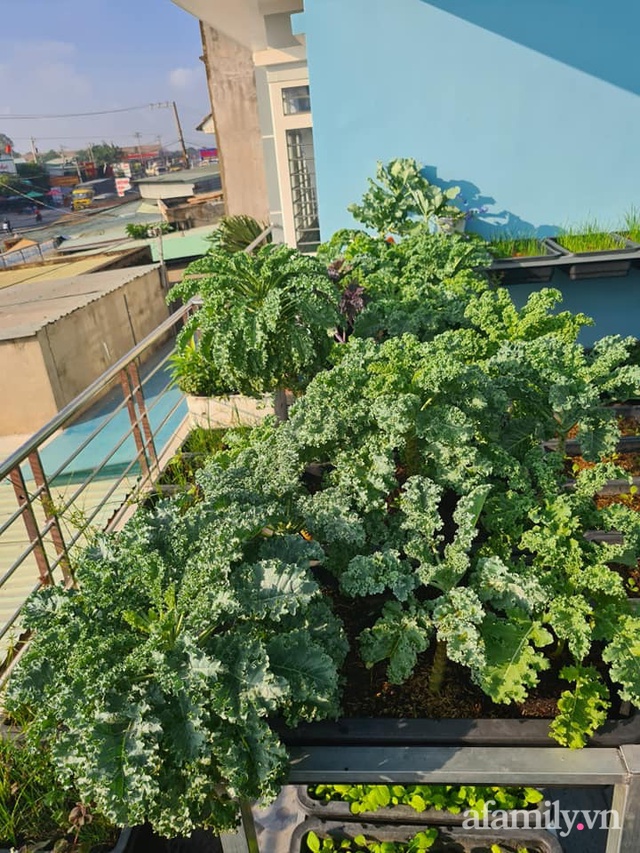 The surprising orderliness of the terrace garden with hundreds of fresh green vegetables in Binh Duong - Photo 23.