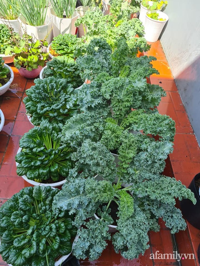 The surprising orderliness of the terrace garden with hundreds of fresh green vegetables in Binh Duong - Photo 25.