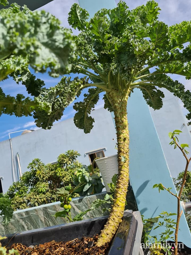 The surprising orderliness of the terrace garden with hundreds of fresh green vegetables in Binh Duong - Photo 29.