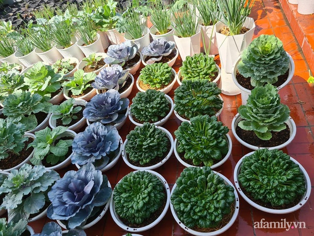 The surprising orderliness of the terrace garden with hundreds of fresh green vegetables in Binh Duong - Photo 6.