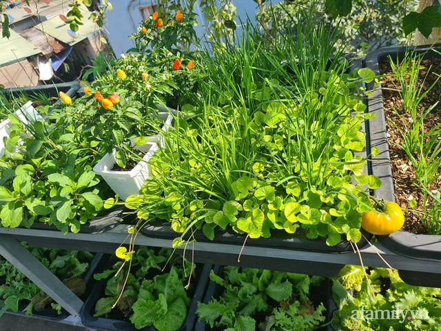 The surprising orderliness of the terrace garden with hundreds of fresh green vegetables in Binh Duong - Photo 8.