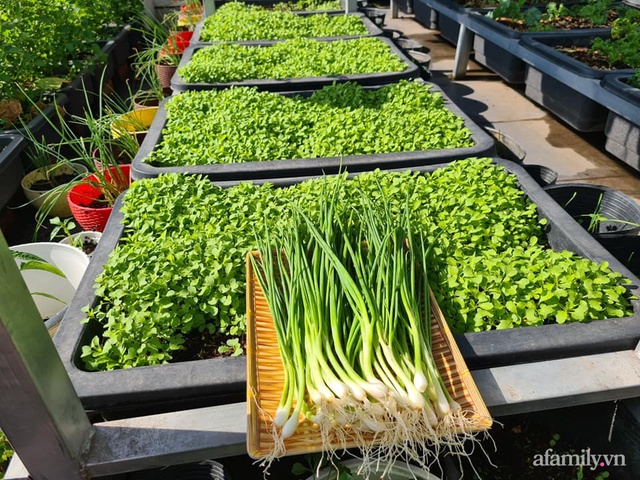 The surprising orderliness of the terrace garden with hundreds of fresh green vegetables in Binh Duong - Photo 10.