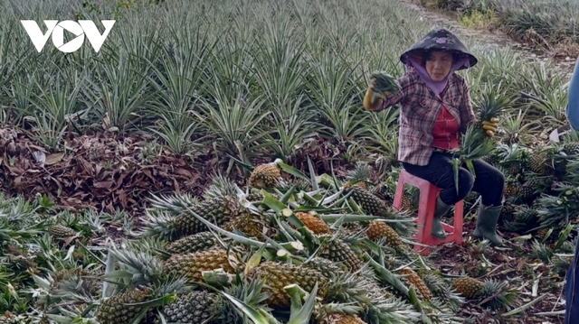 Tiền Giang: Không có giấy thông hành, hàng nghìn ha dứa có nguy cơ bị thối - Ảnh 2.