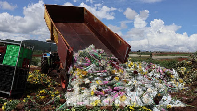 Hàng vạn cành hoa Đà Lạt xuất khẩu sang Úc buộc phải tiêu hủy - Ảnh 4.