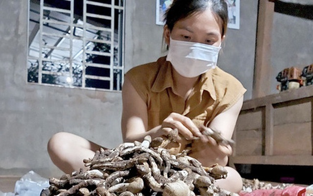 Mưa nắng đan xen, "lộc trời" ngoi lên từ đất nhiều vô kể, rảnh tay hái, thu 10 triệu/ngày